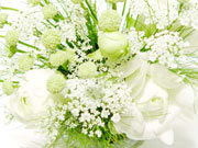 白い花10